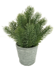 Potted Pine