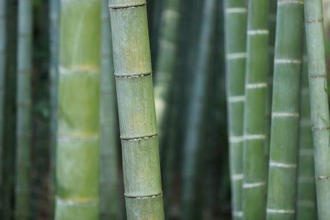 Bamboo plant that is used to produce bamboo clothing.