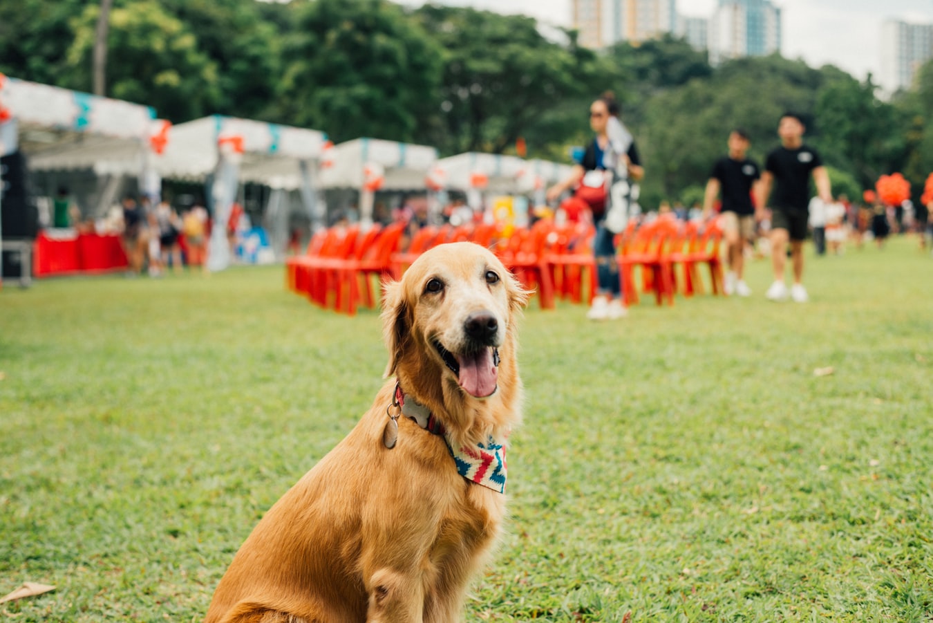 Love!Animals: 柴犬主題咖啡店店主們告訴您動物教育的幫助