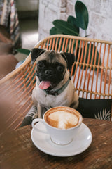 puppucino for your pooch pal