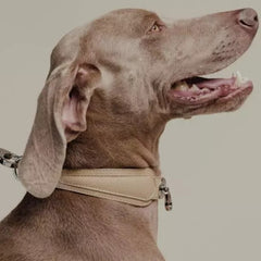 luxury dog accessories from pagerie