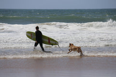 surfing for dogs