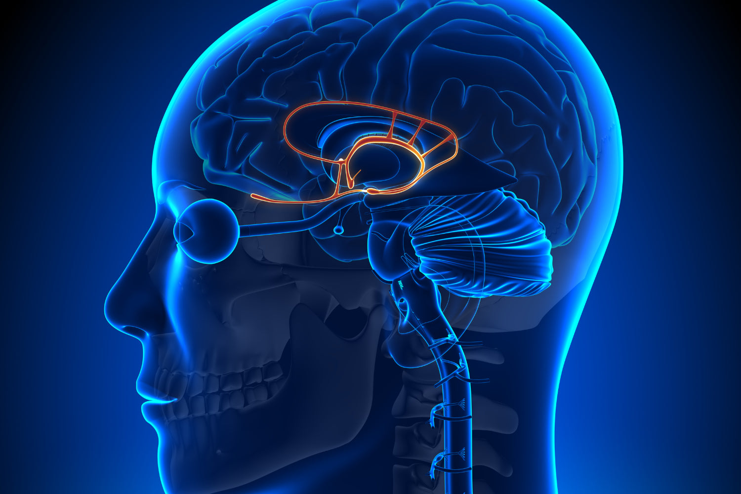 An illustration of the human brain highlighting the pineal gland.