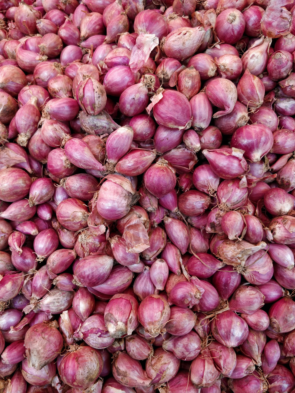 Long Shallots – Farmford & Co