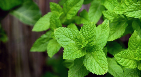 Health Benefits: Delicate Mint, Lemongrass & Greek Saffron Tea