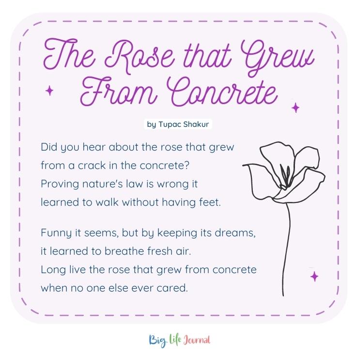 A poem about resilience - "The rose that grew from concrete" by Tupac