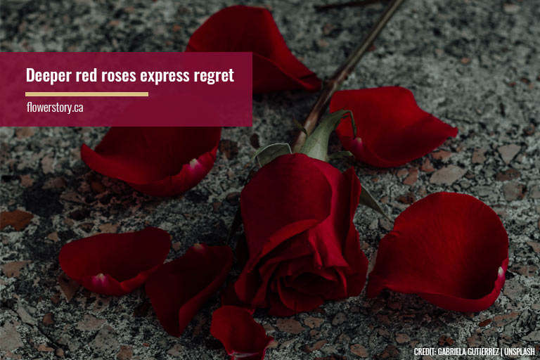 Deeper red roses express regret