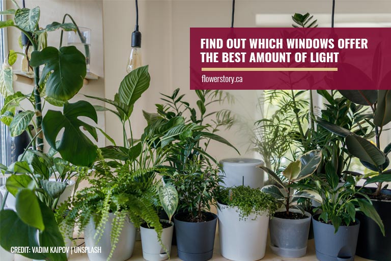 Find out which windows offer the best amount of light