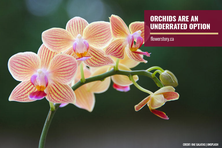 Orchids are an underrated option