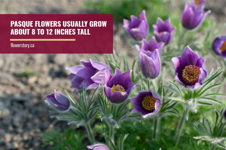 Pasque flowers usually grow about 8 to 12 inches tall
