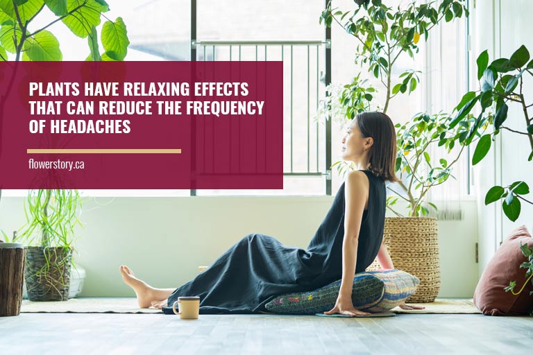 Plants have relaxing effects that can reduce the frequency of headaches