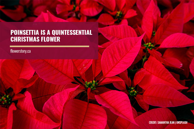Poinsettia is a quintessential Christmas flower