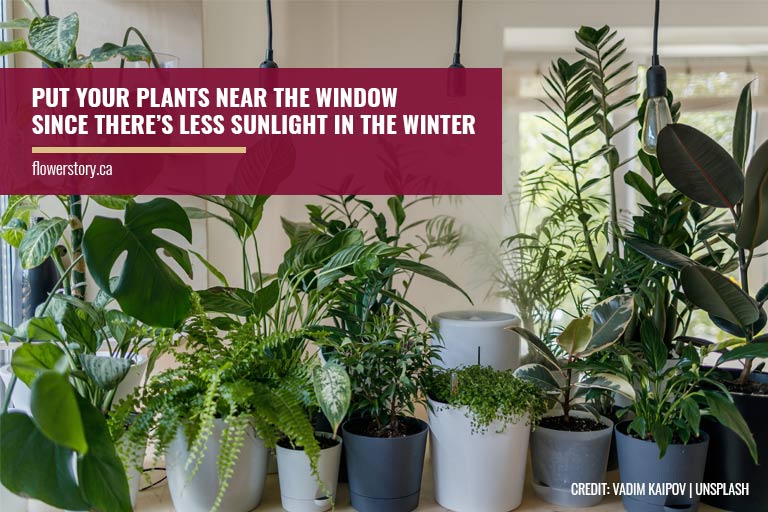 Put your plants near the window since there’s less sunlight in the winter