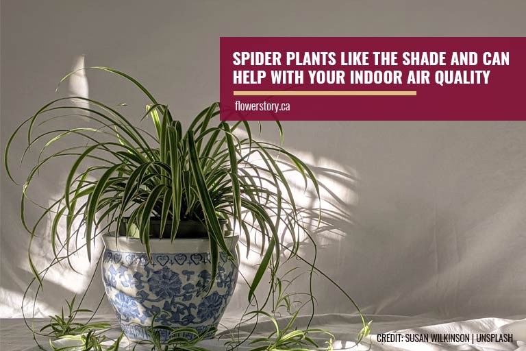 Spider plants like the shade and can help with your indoor air quality