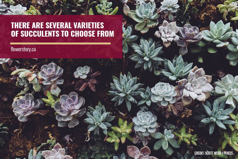 There are several varieties of succulents to choose from