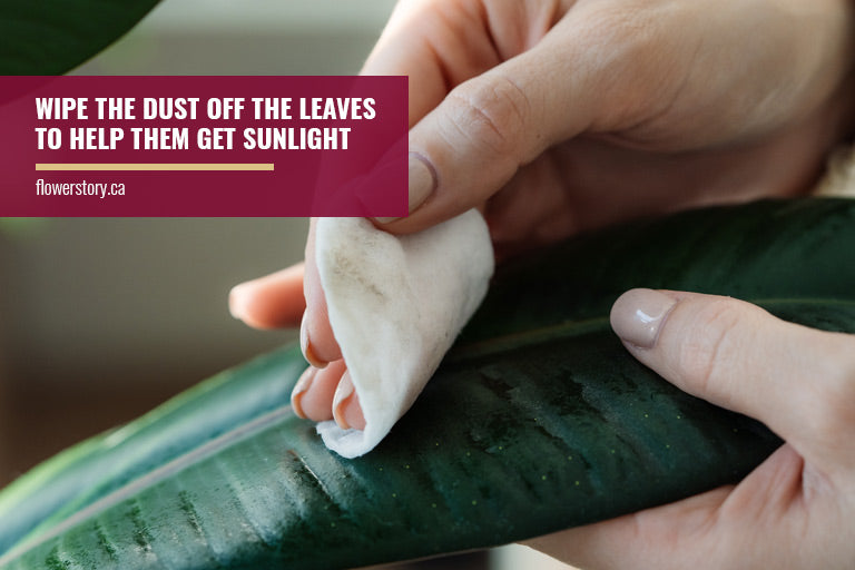 Wipe the dust off the leaves to help them get sunlight