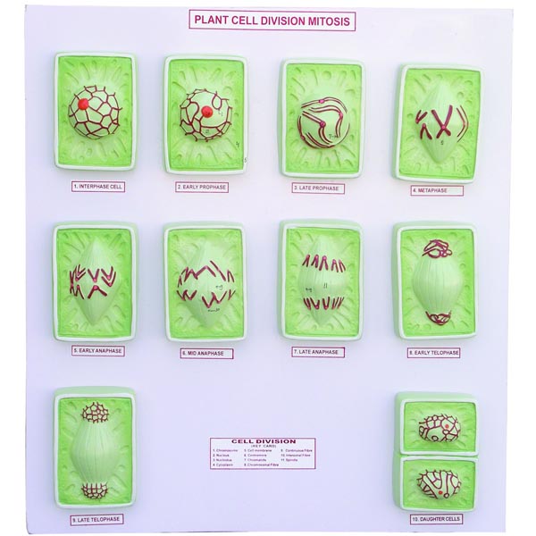 mitosis in plants cell