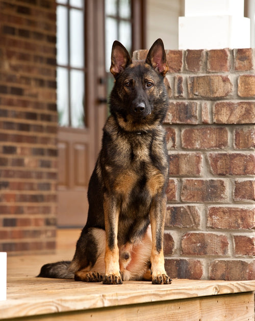 GSD Security Dogs