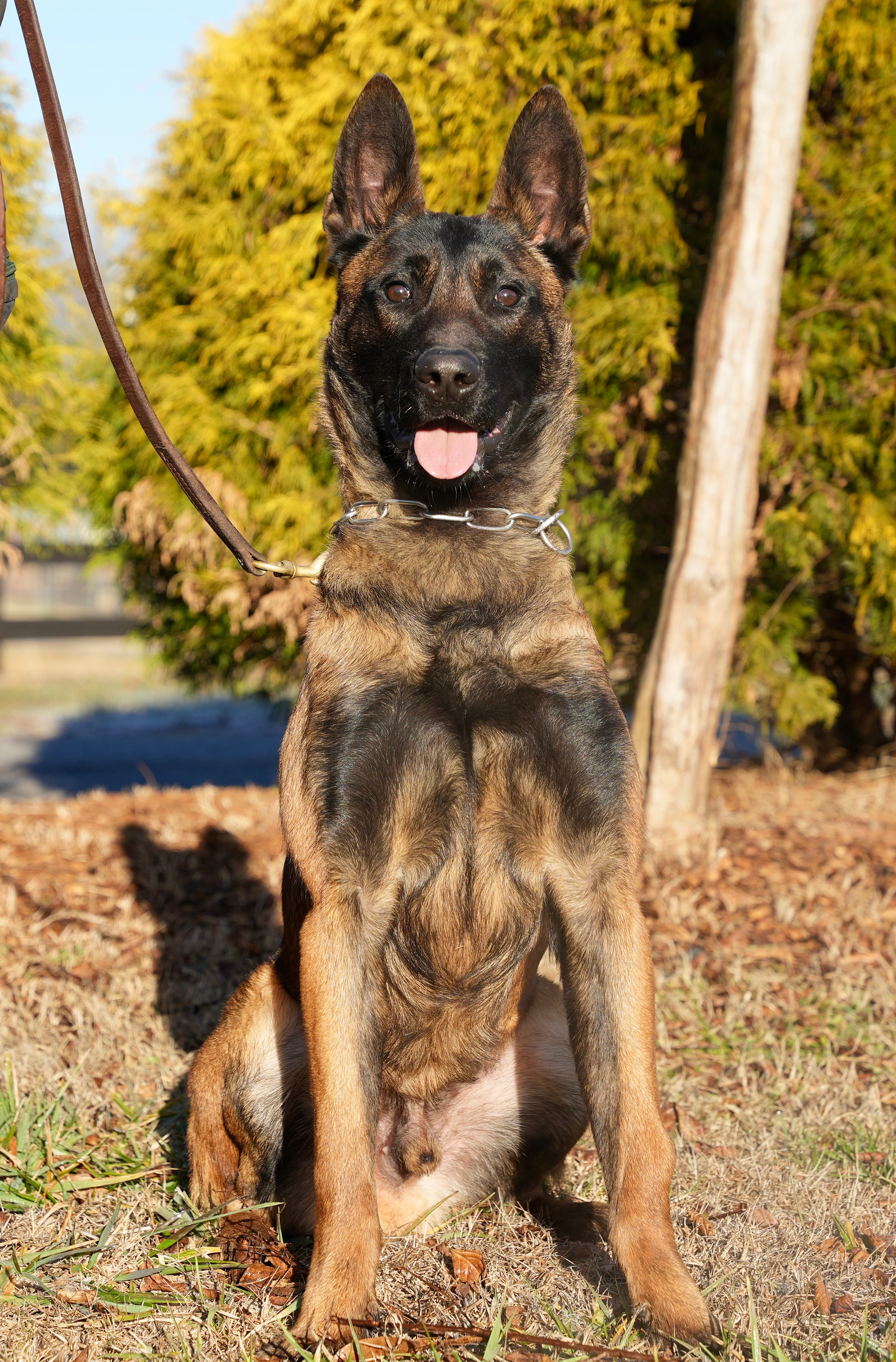 Fully Trained Adult Belgian Malinois