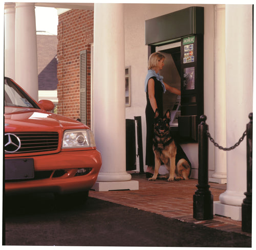 Obedience Trained German Shepherd