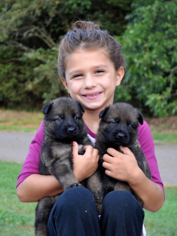 Black GSD Puppies