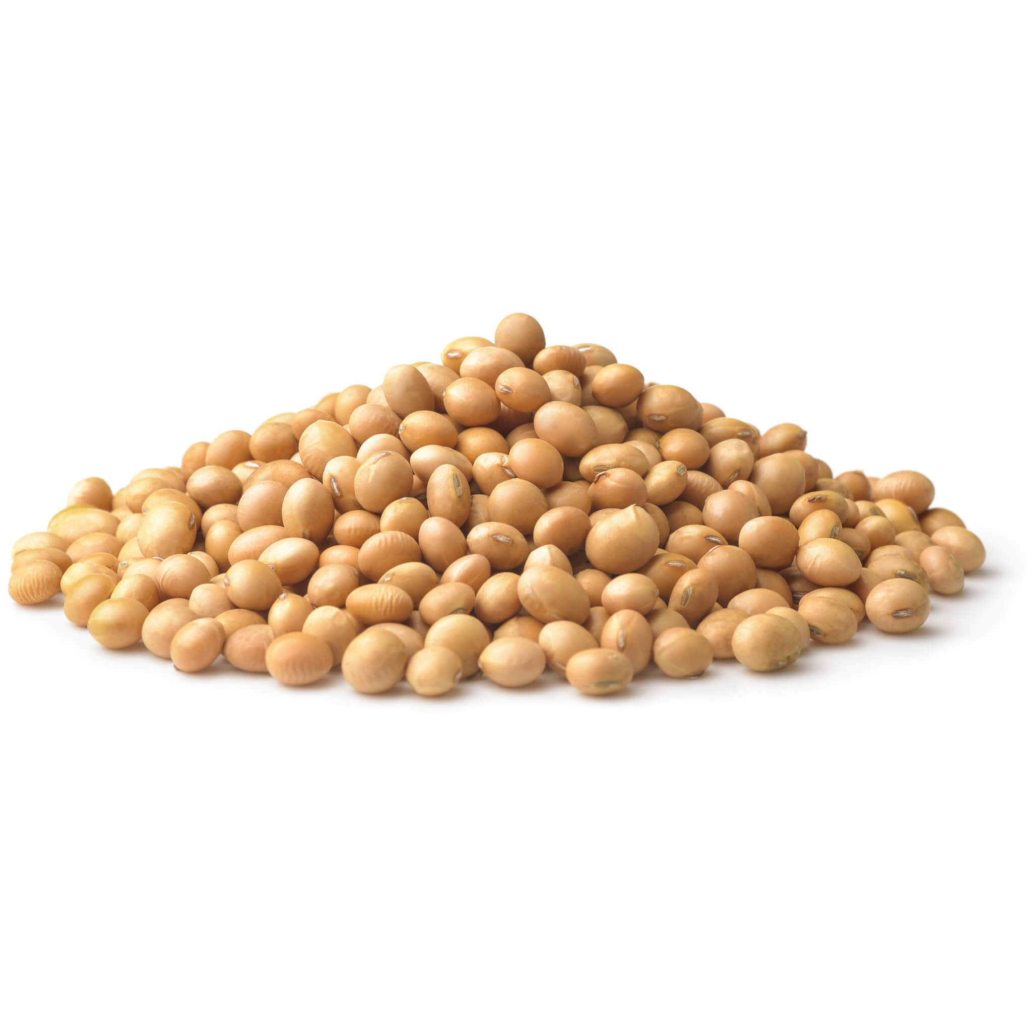 Merino / Soybean Roving color: ( Natural White / Soyabean )- Neutral C –  DIVINITYFIBRES