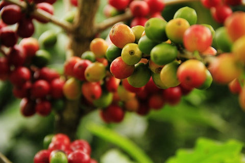 Coffee berries growing on branches