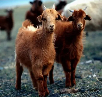 2 brown goats side by side