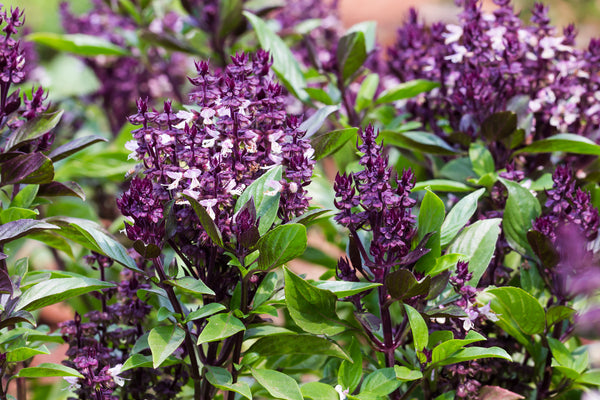 Holy Basil [TULSI] with purple flowers and green leaves and stems.