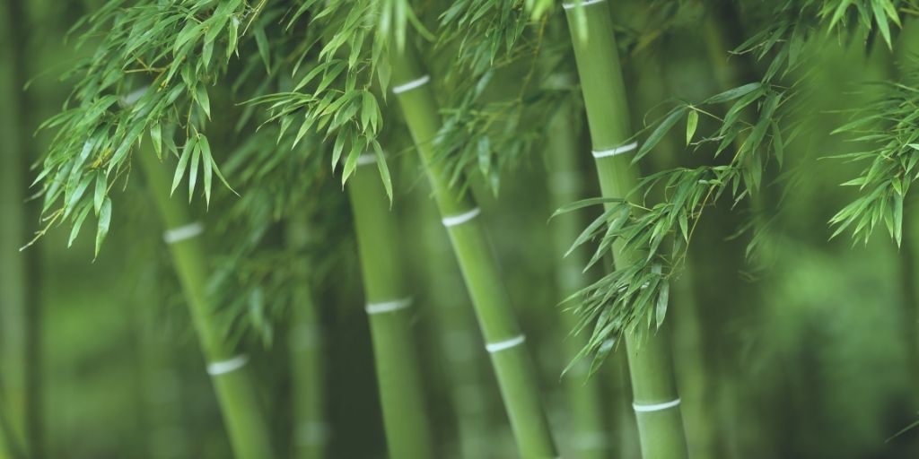 Plante Bambou, différence entre rotin, raphia, bambou et osier