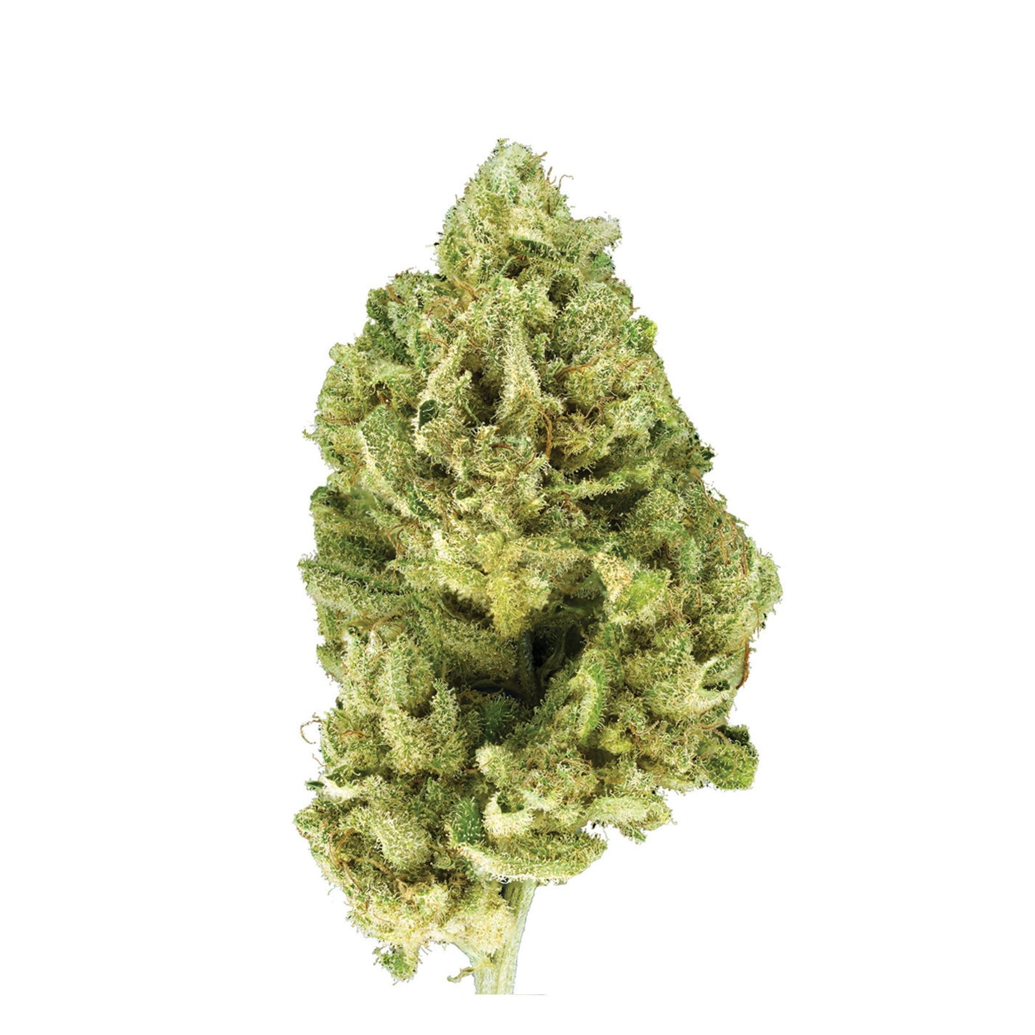 different types of gorilla glue weed