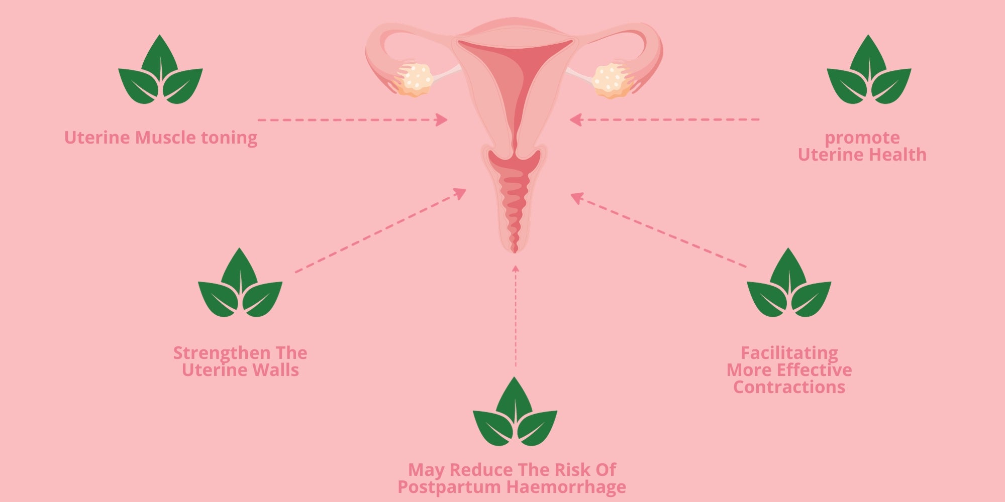 RASPBERRY LEAF BENEFITS