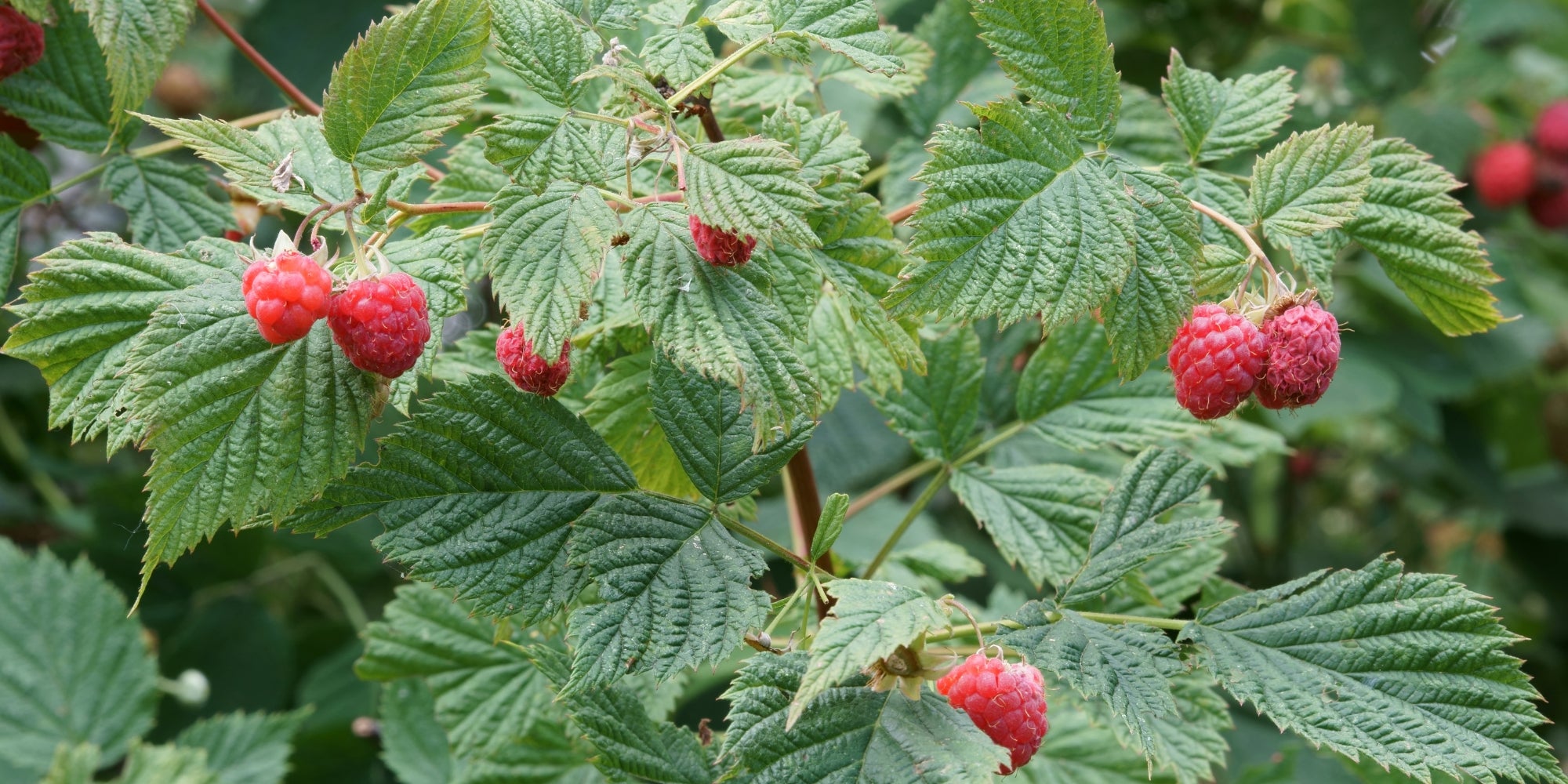 Raspberry leaf plant