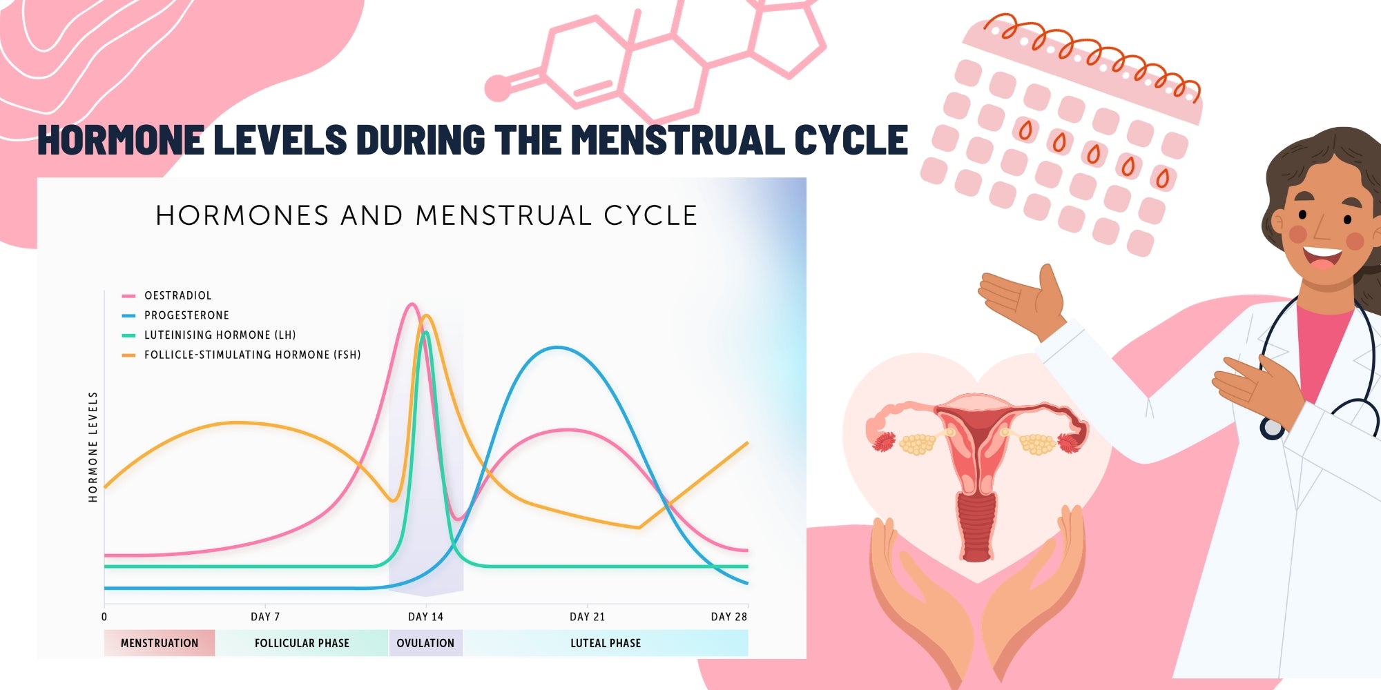 Hormone levels in the menstrual cycle