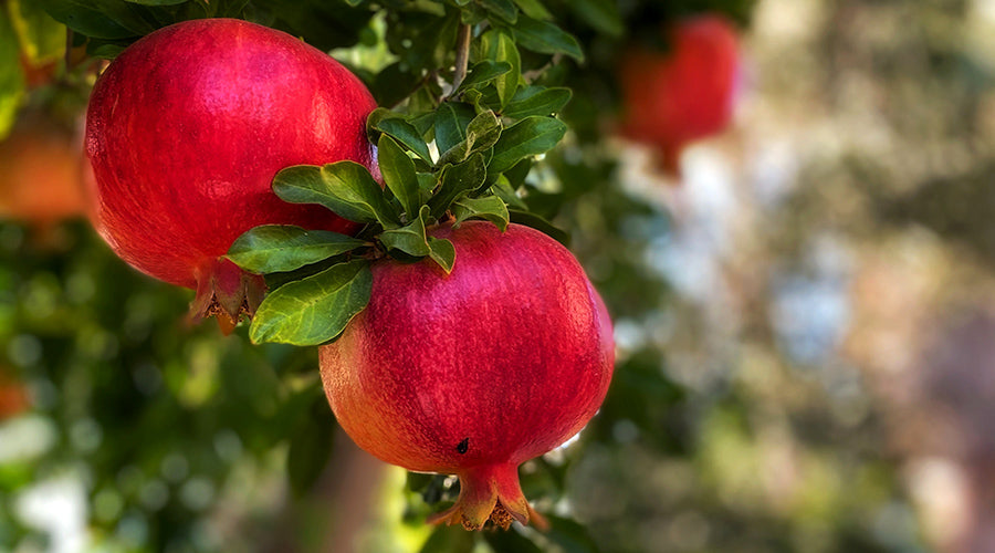 pomegranate