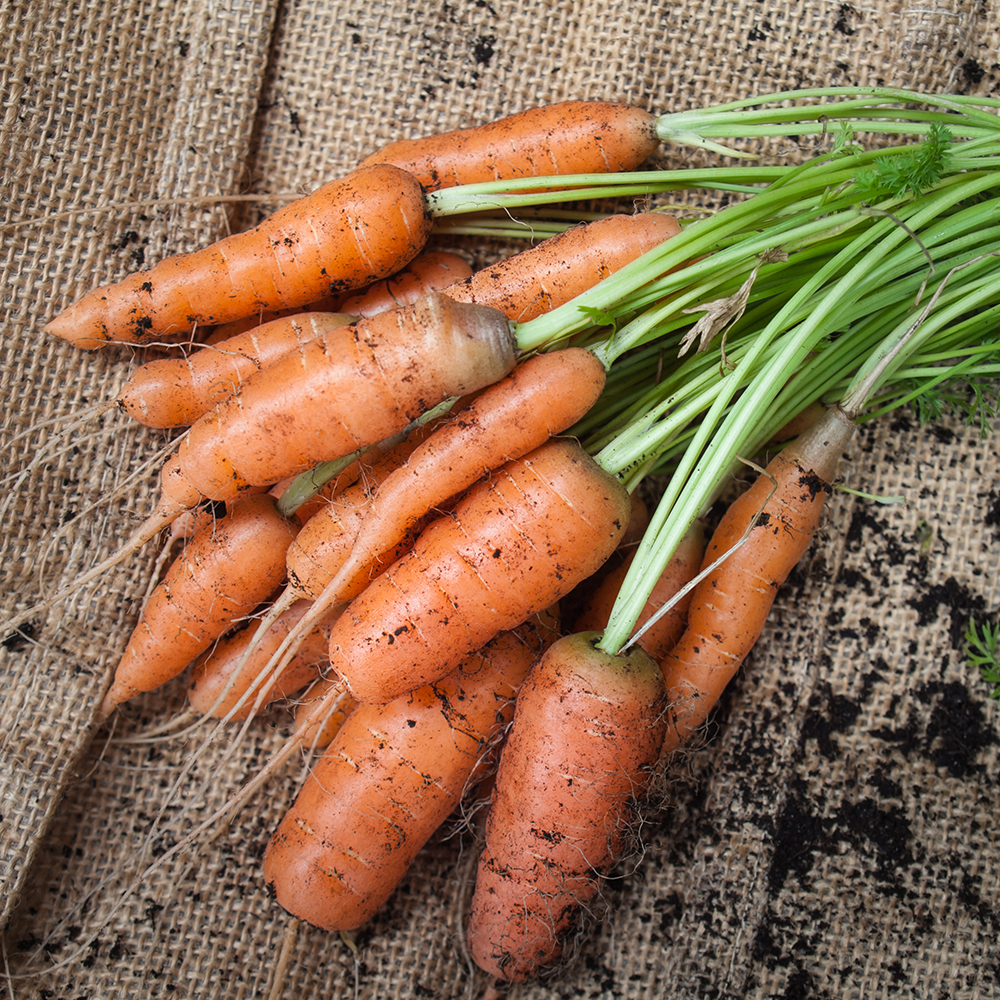 Морковь посевная Dáucus carota