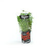Thyme Herb living - Superb Herb Medium Pottle