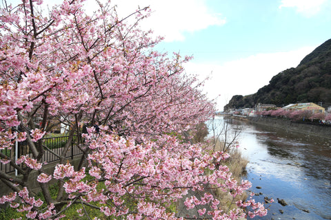 Phoenix Sweets Travel Tokyo Sakura