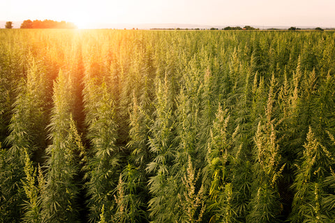 hemp field