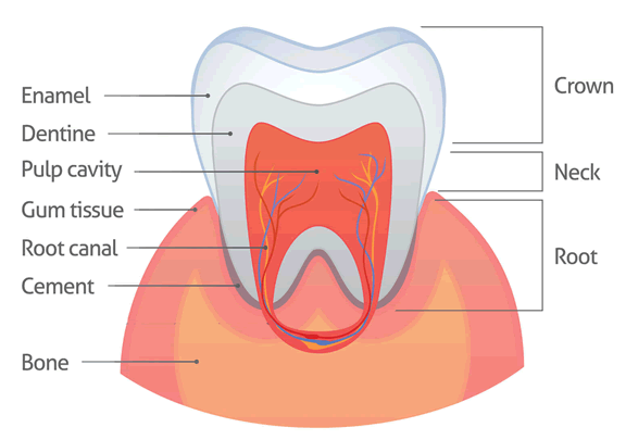 tooth diagram cavaties