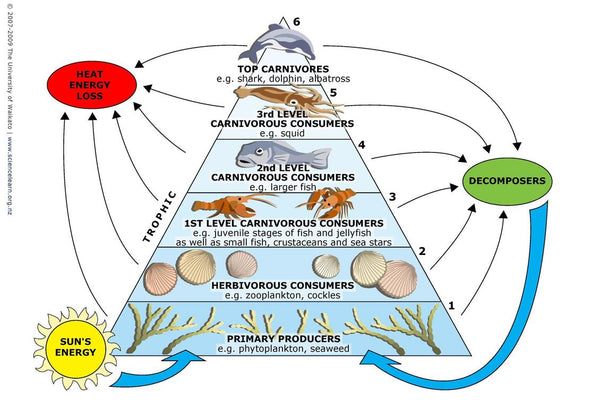 Marine Trophic Pyramid | Rogue Oysters