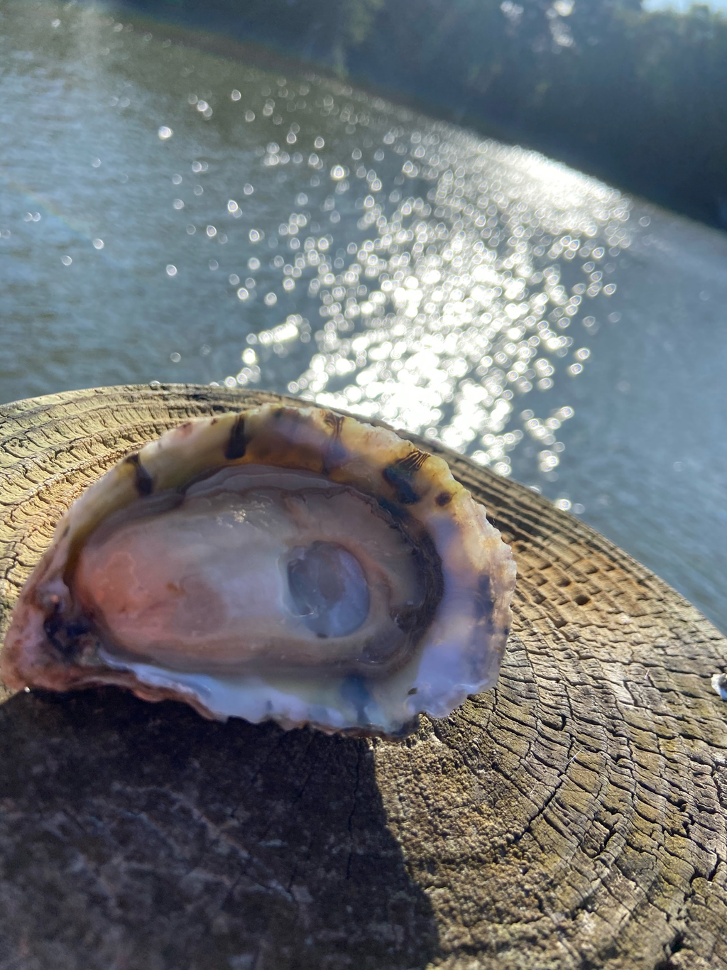 Oyster Shucking Gloves – Awful Arthur's Beach Shop