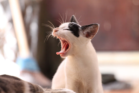 Cat showing it's teeth