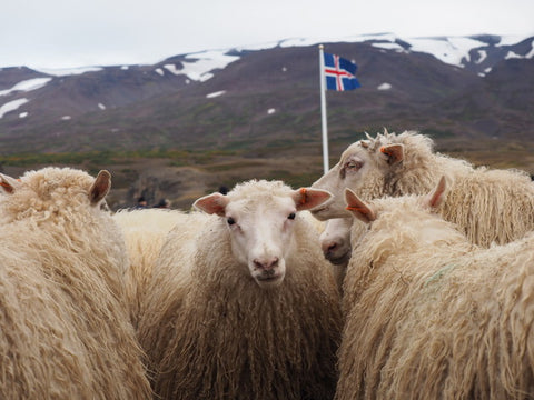 アイスランド羊２