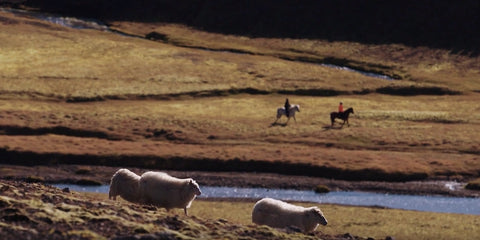 アイスランド羊