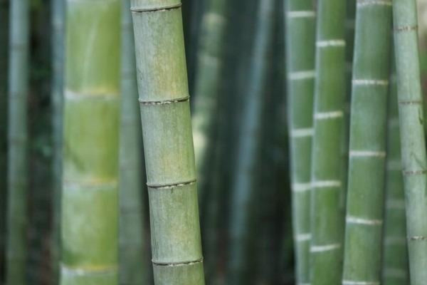 Bambugräs