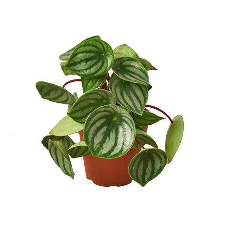 Peperomia Argyreia