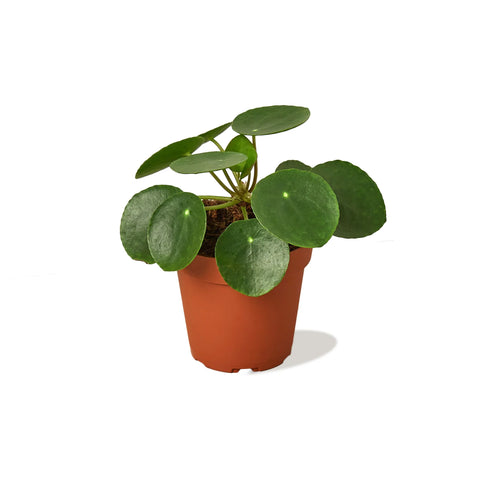 Pilea Peperomioides