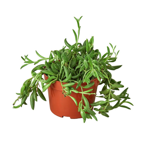 Senecio Radicans