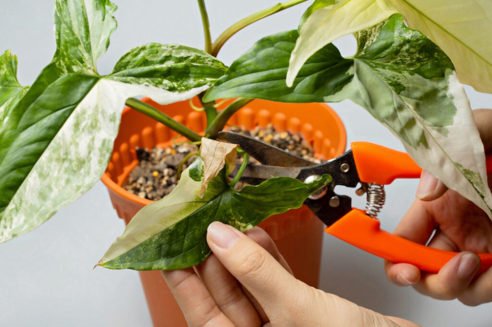 Pruning Guide to Indoor House Plants